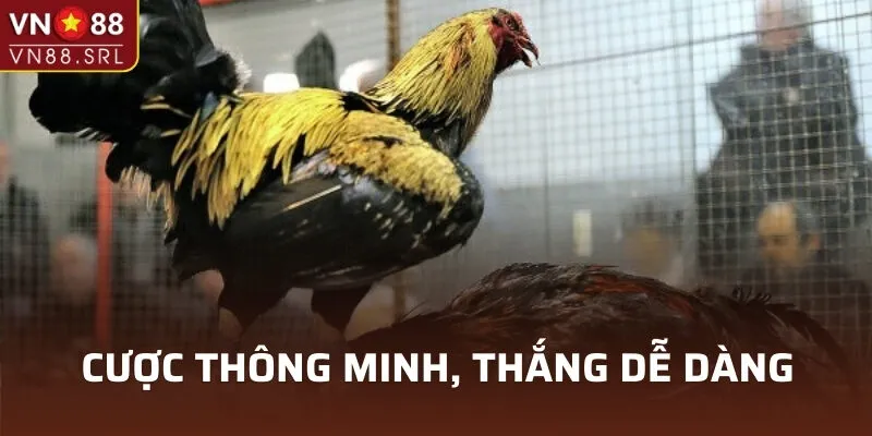 Cược thông minh, thắng dễ dàng