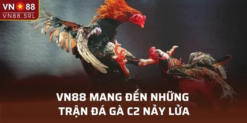 VN88 với những trận đá gà C2 nảy lửa